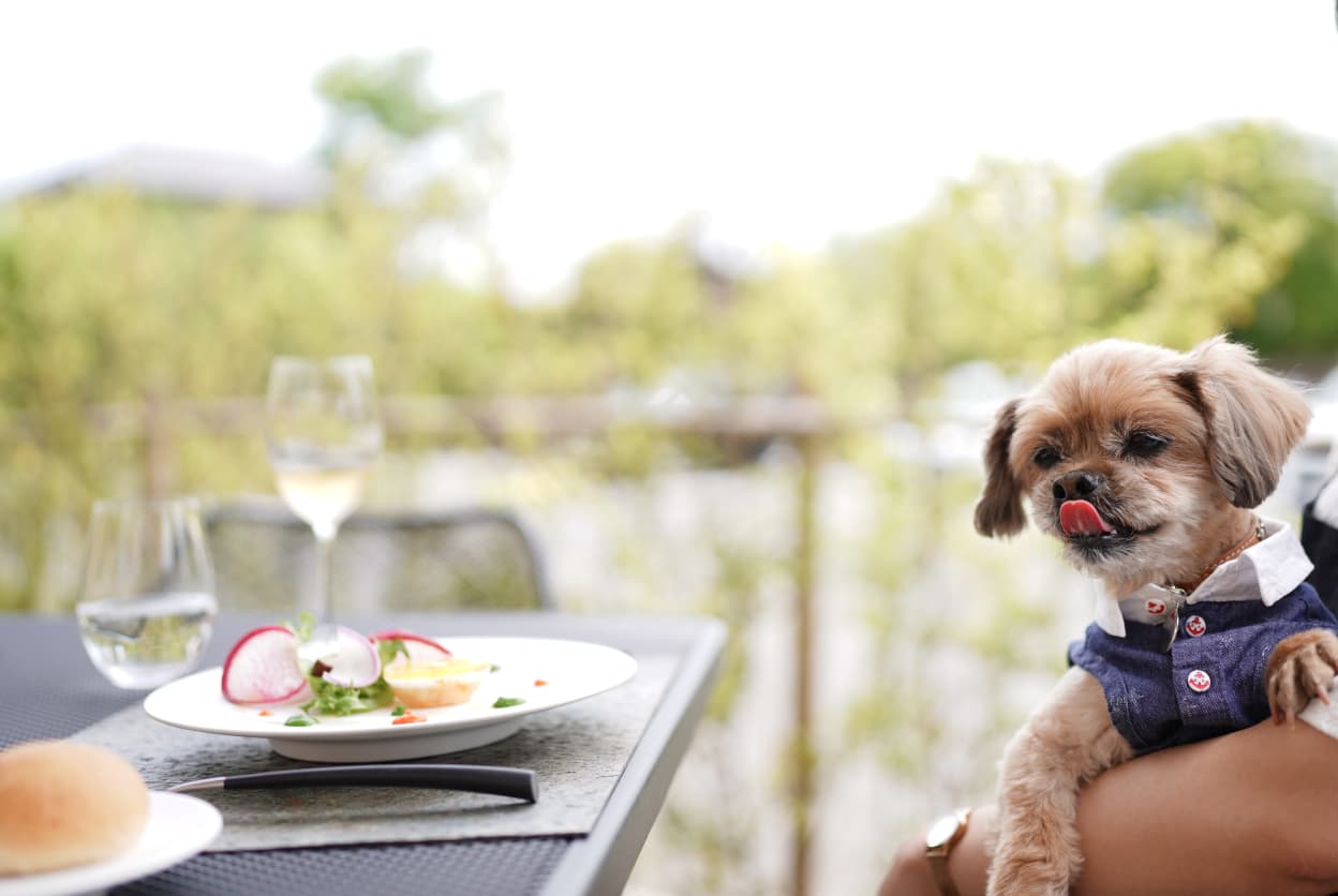 KAGURA棟の愛犬テラスの写真